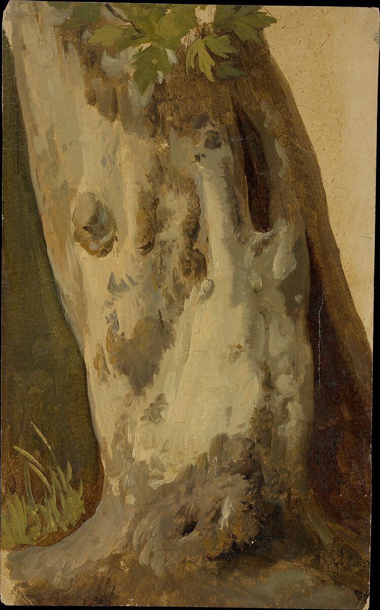 Plane Tree, Simon Denis (Flemish, Antwerp 1755–1813 Naples), Oil on paper 