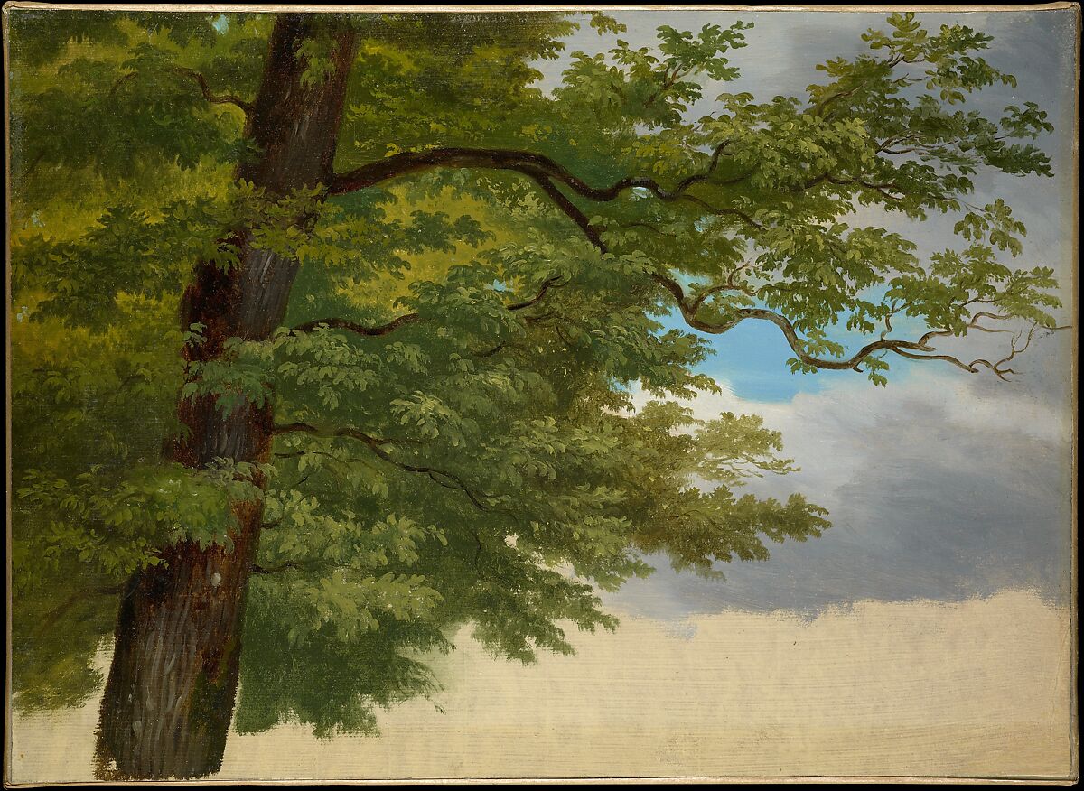 Tree Foliage, Attributed to George Augustus Wallis (British, Merton 1770–1847 Florence), Oil on paper, laid down on canvas 