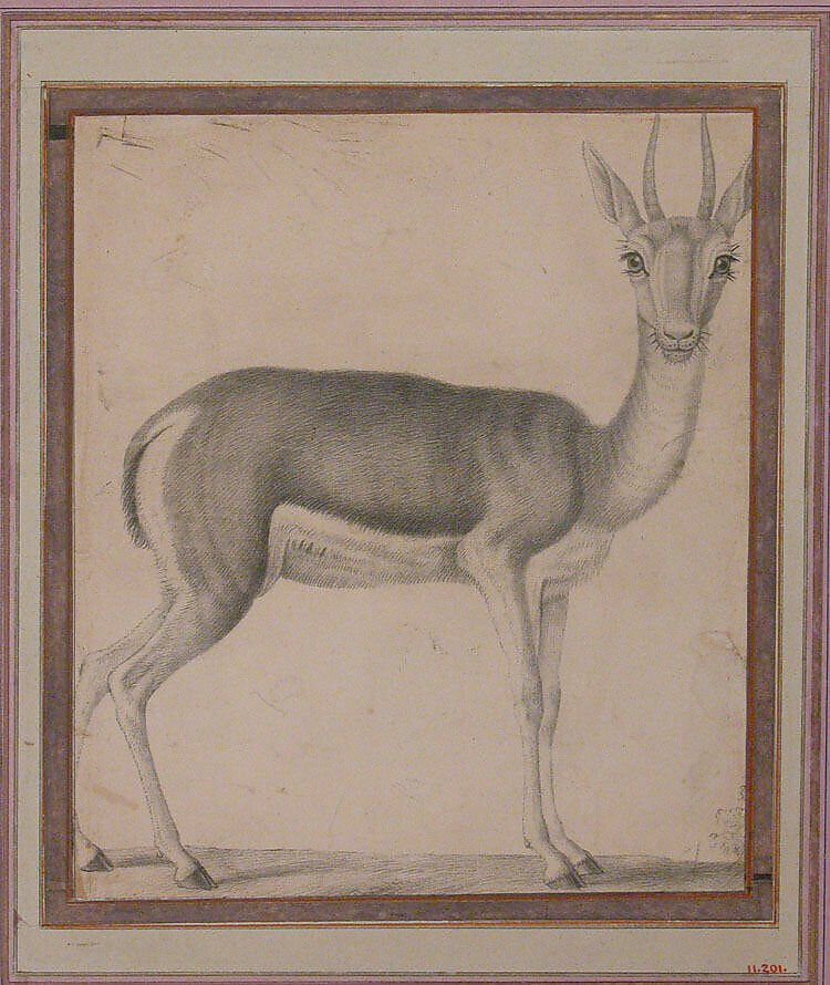 Gazelle, Lead drawing