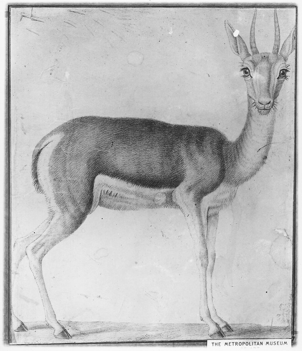 Gazelle, Lead drawing