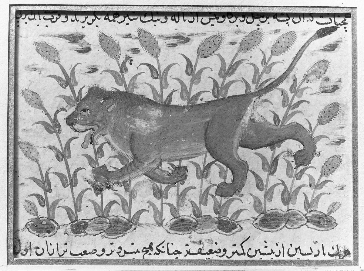 " A Lion", Folio from a Dispersed Nuzhatnama-i ‘Ala’i of Shahmardan ibn Abi’l Khayr, Shamardan ibn Abi 'l Khayr (Iranian, active late 11th–early 12th century), Ink, opaque watercolor, and gold on paper