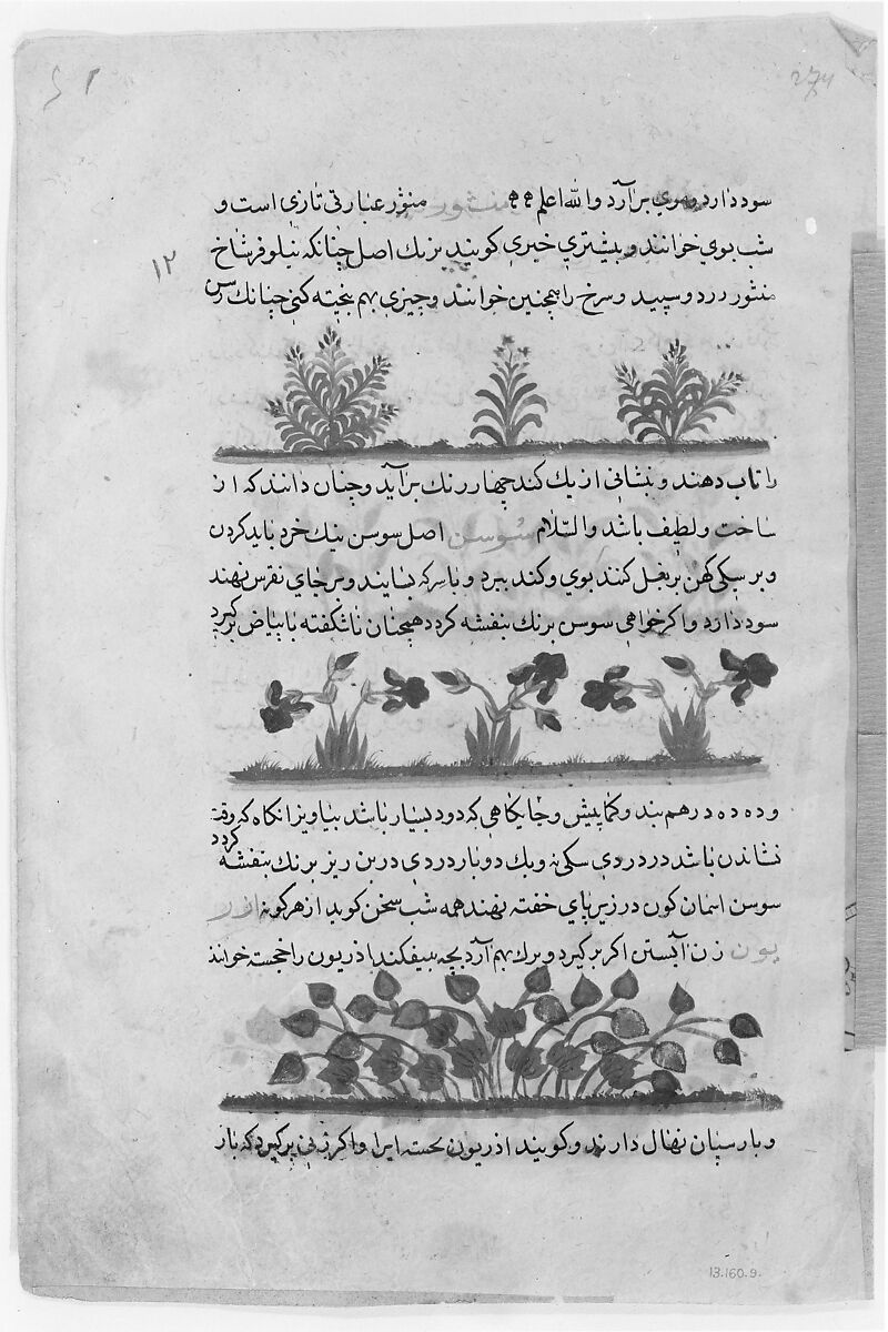 "Purple Amaranth and Watermelon", Folio from a Dispersed Nuzhatnama-i ‘Ala’i of Shahmardan ibn Abi’l Khayr, Shamardan ibn Abi 'l Khayr (Iranian, active late 11th–early 12th century), Ink, opaque watercolor, and gold on paper