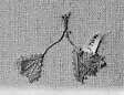 Oyah (Bibilia), Silk