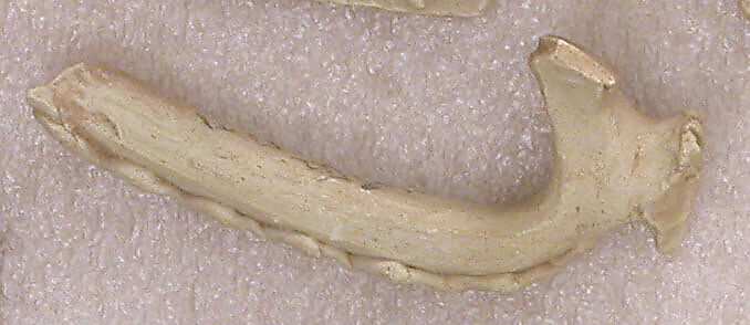 Fragment of a Handle with Wavy Band and Rosette-Shaped Thumb Rest, Earthenware; molded and applied