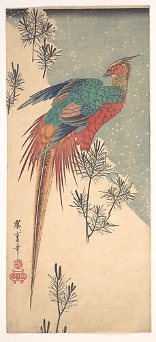 Golden Pheasant and Pine Shoots in Snow

