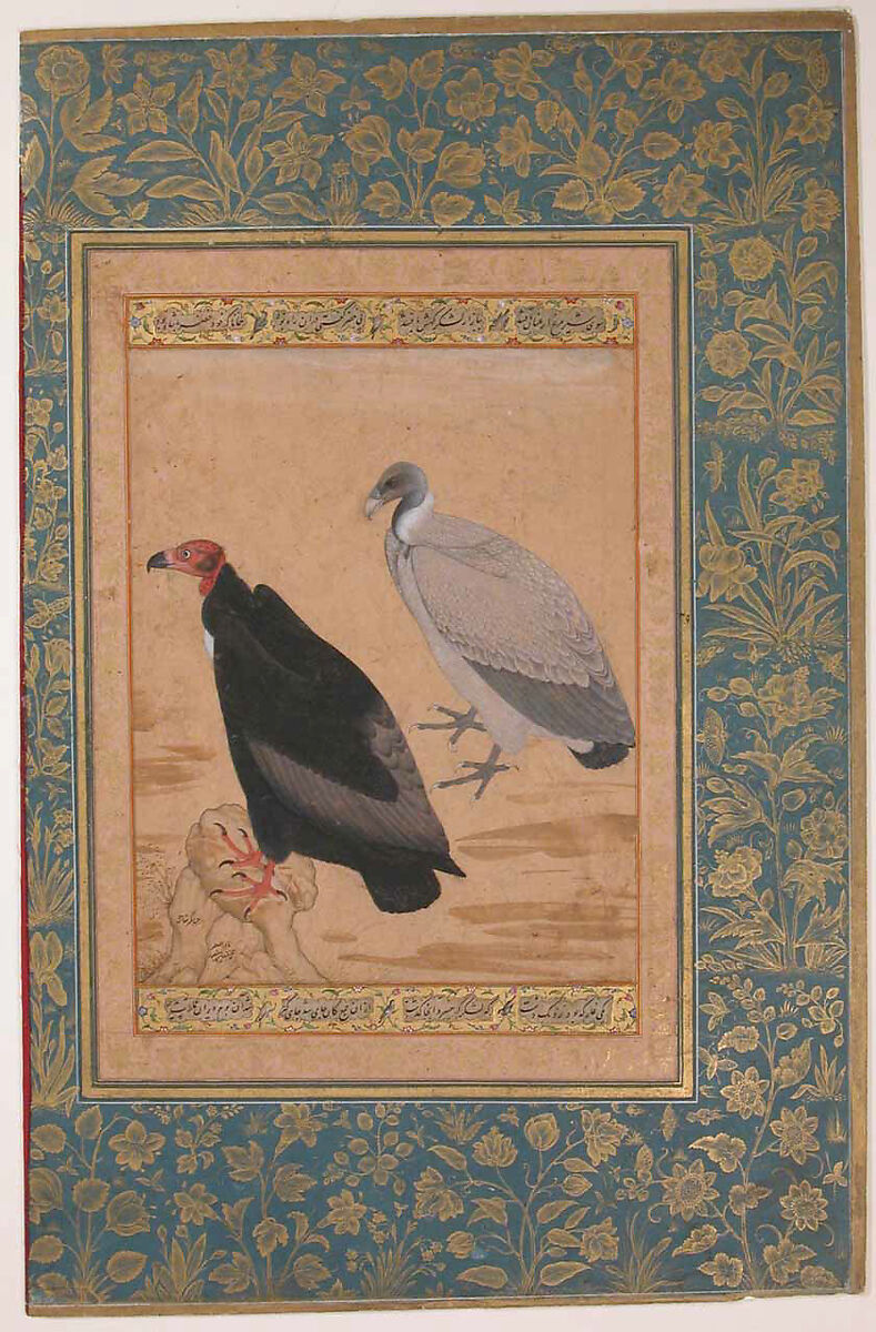 "Red-Headed Vulture and Long-Billed Vulture", Folio from the Shah Jahan Album, Painting by Mansur (active ca. 1589–1626), Ink, opaque watercolor, and gold on paper