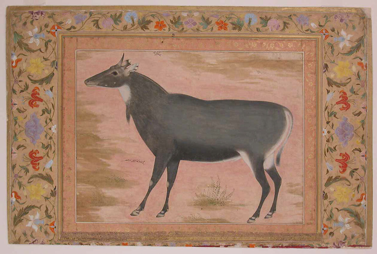 "Study of a Nilgai (Blue Bull)", Folio from the Shah Jahan Album, Painting by Mansur (active ca. 1589–1626), Ink, opaque watercolor, and gold on paper