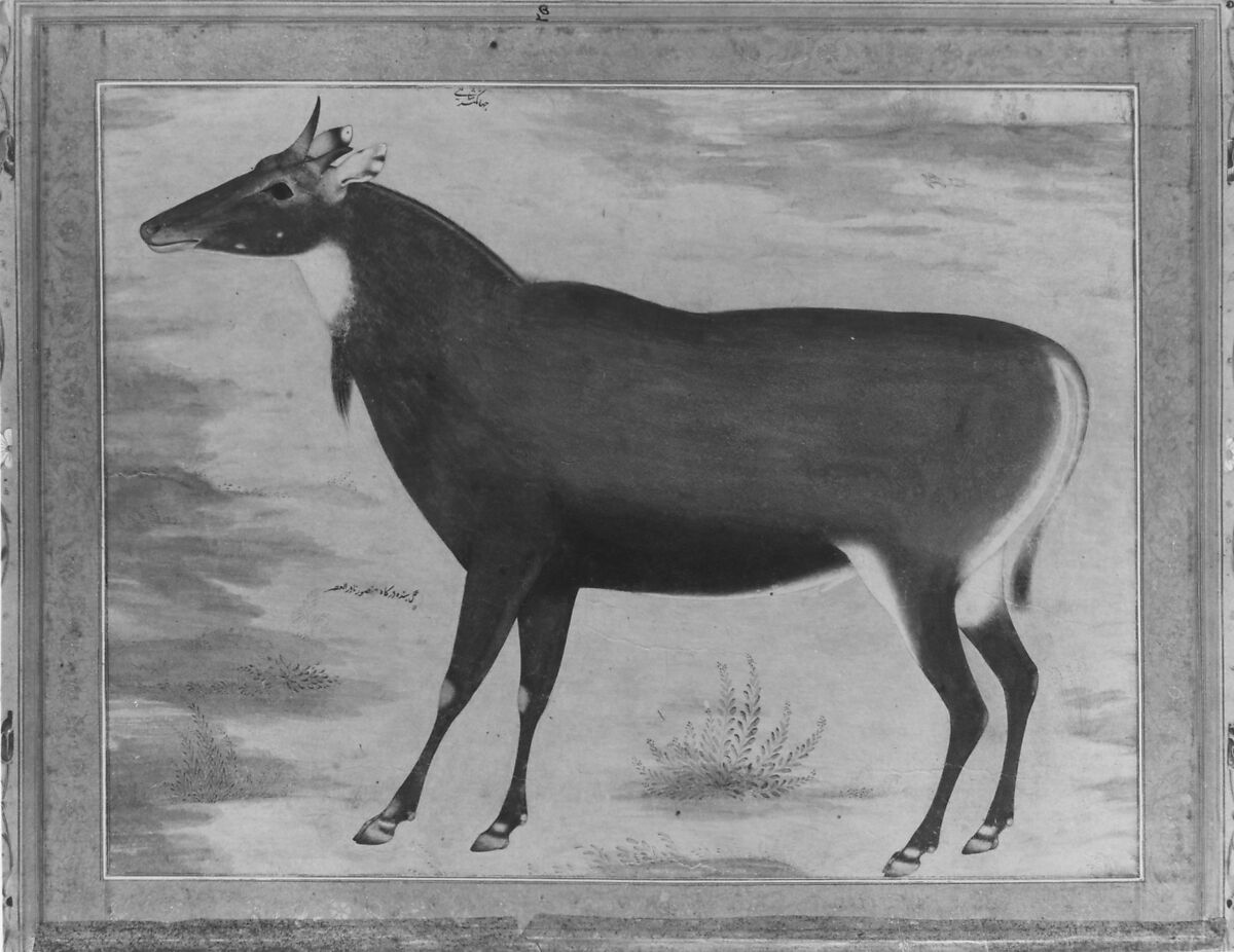"Study of a Nilgai (Blue Bull)", Folio from the Shah Jahan Album, Painting by Mansur (active ca. 1589–1626), Ink, opaque watercolor, and gold on paper