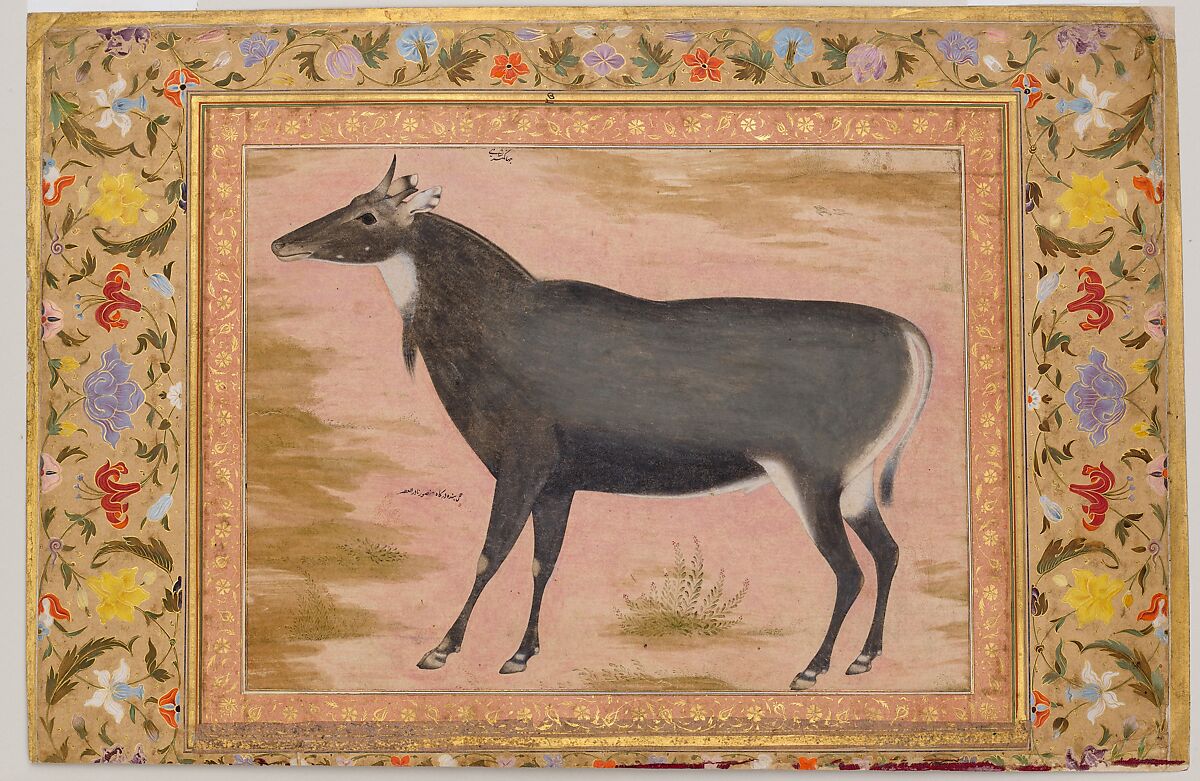 "Study of a Nilgai (Blue Bull)", Folio from the Shah Jahan Album, Painting by Mansur (active ca. 1589–1626), Ink, opaque watercolor, and gold on paper 