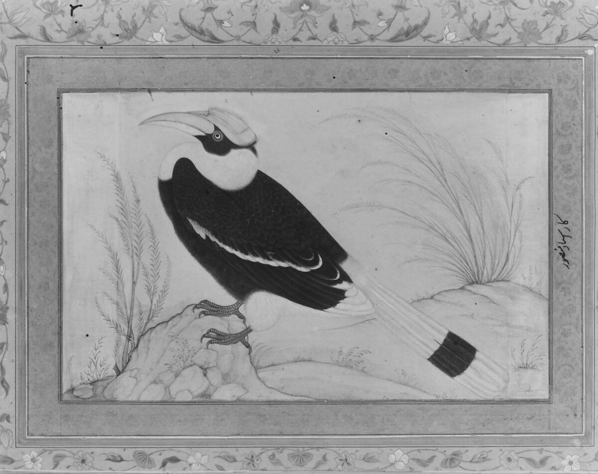 "Great Hornbill", Folio from the Shah Jahan Album, Painting by Mansur (active ca. 1589–1626), Ink, opaque watercolor, and gold on paper