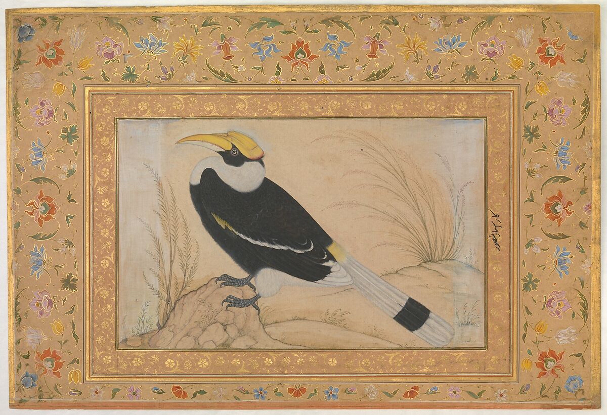"Great Hornbill", Folio from the Shah Jahan Album, Painting by Mansur (active ca. 1589–1626), Ink, opaque watercolor, and gold on paper 