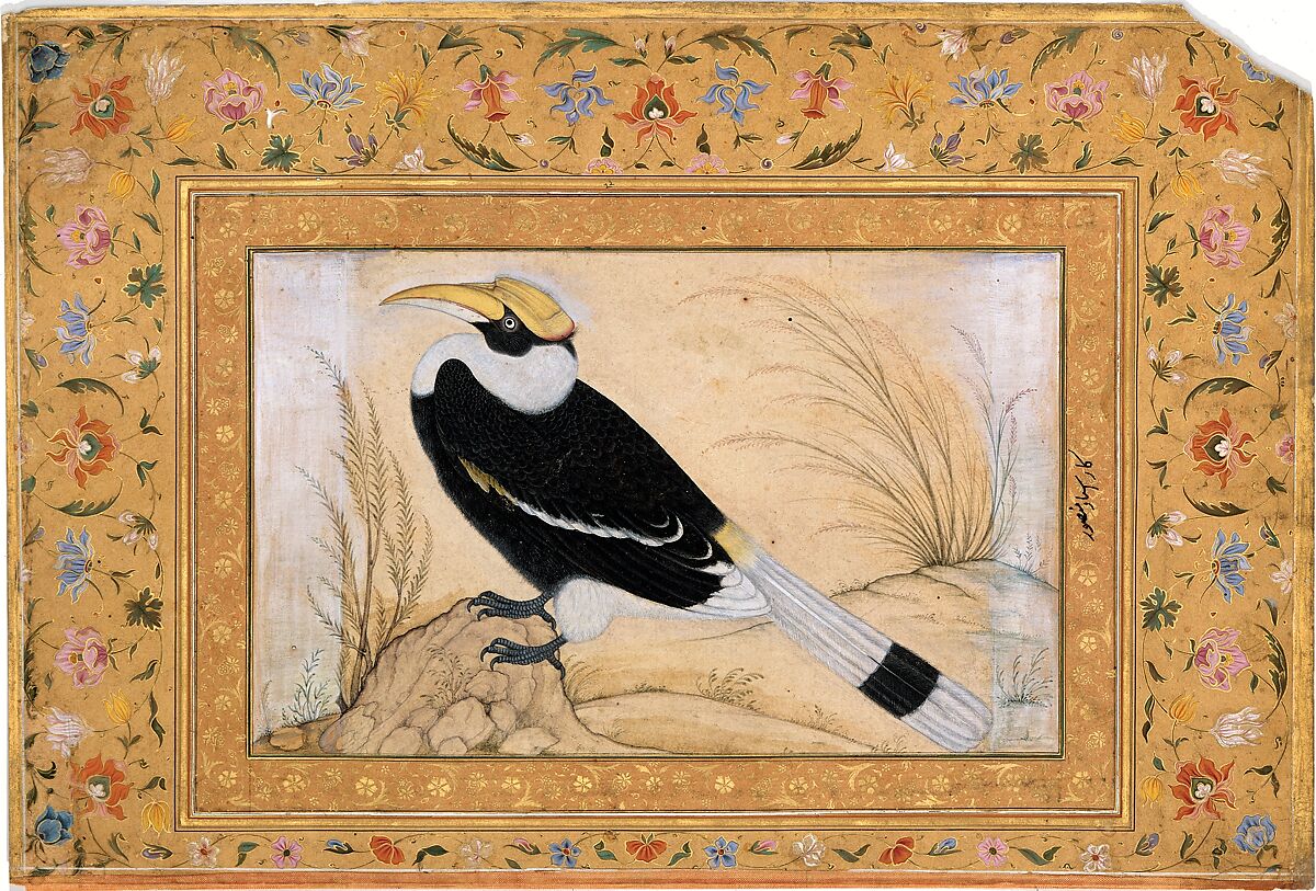 "Great Hornbill", Folio from the Shah Jahan Album, Painting by Mansur (active ca. 1589–1626), Ink, opaque watercolor, and gold on paper