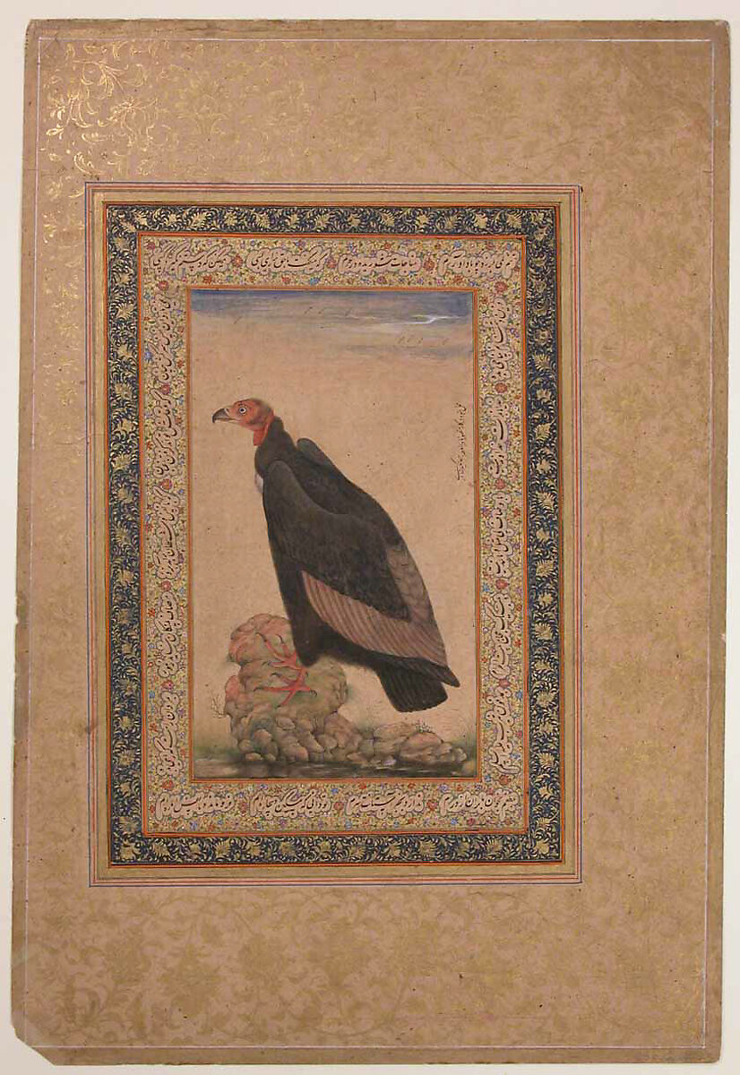 "Red-Headed Vulture", Folio from the Shah Jahan Album, Ink, opaque watercolor, and gold on paper