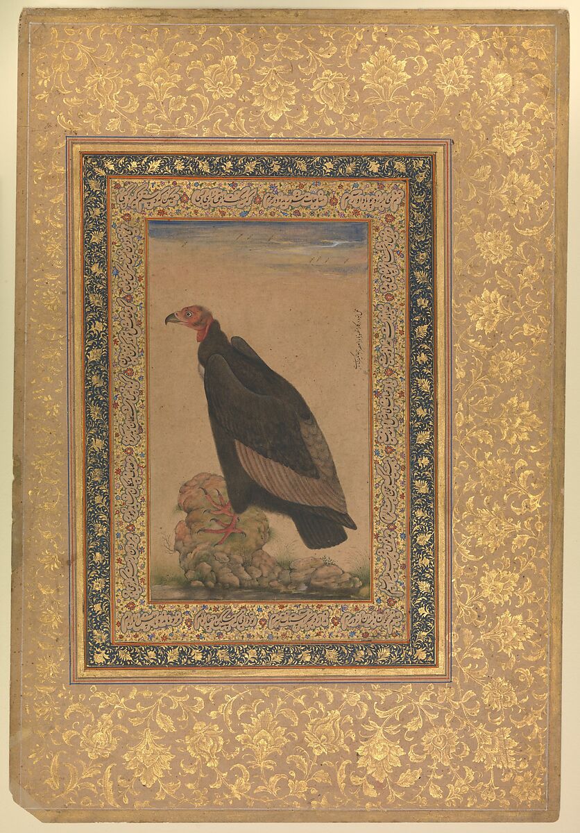 "Red-Headed Vulture", Folio from the Shah Jahan Album, Ink, opaque watercolor, and gold on paper 