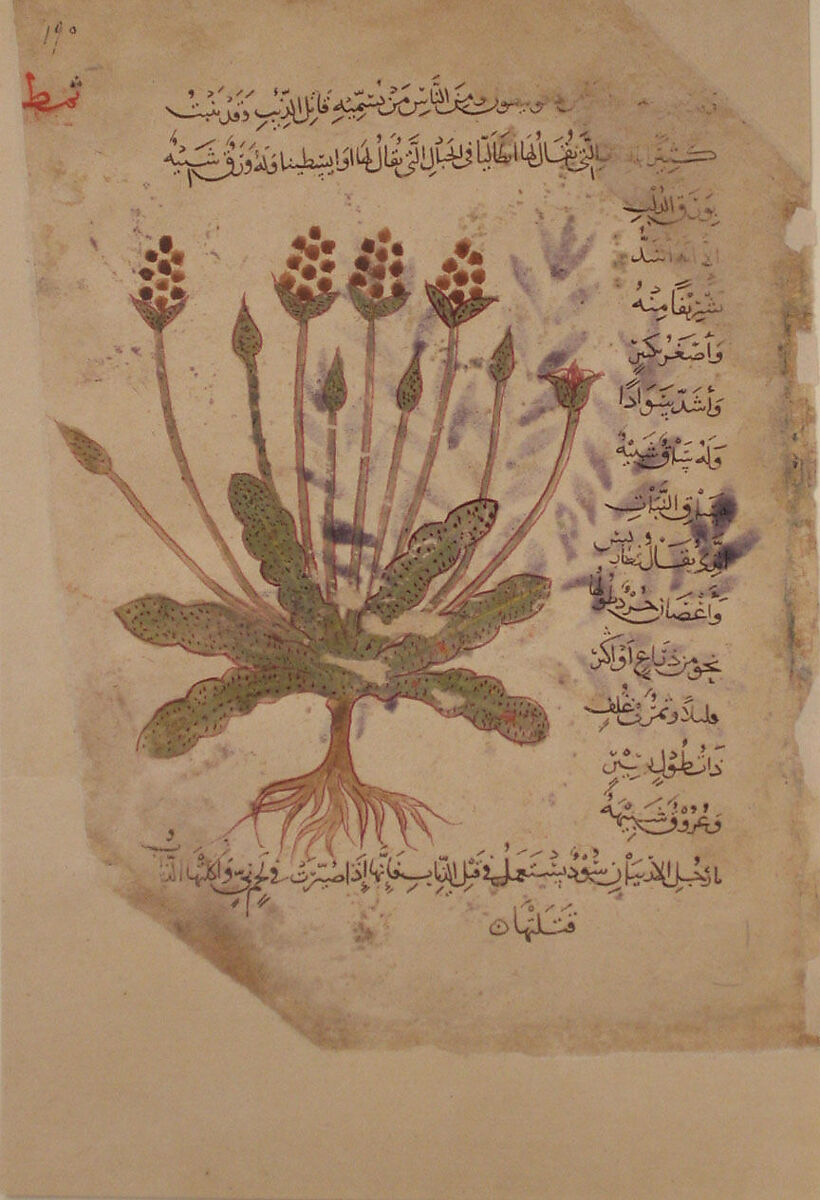 Folio from the De Materia Medica of Dioscorides, Opaque watercolor on paper