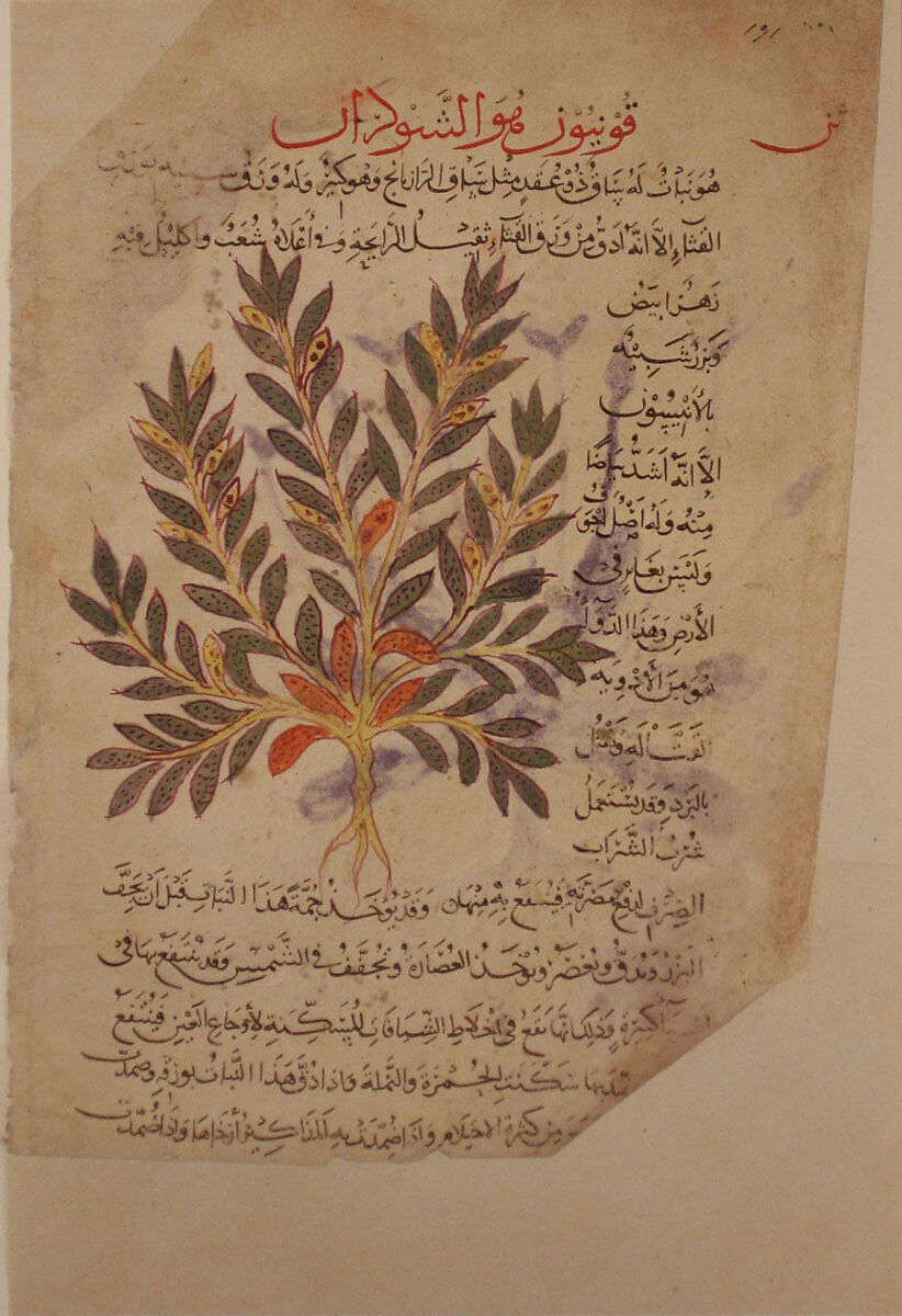 Folio from the De Materia Medica of Dioscorides, Opaque watercolor on paper