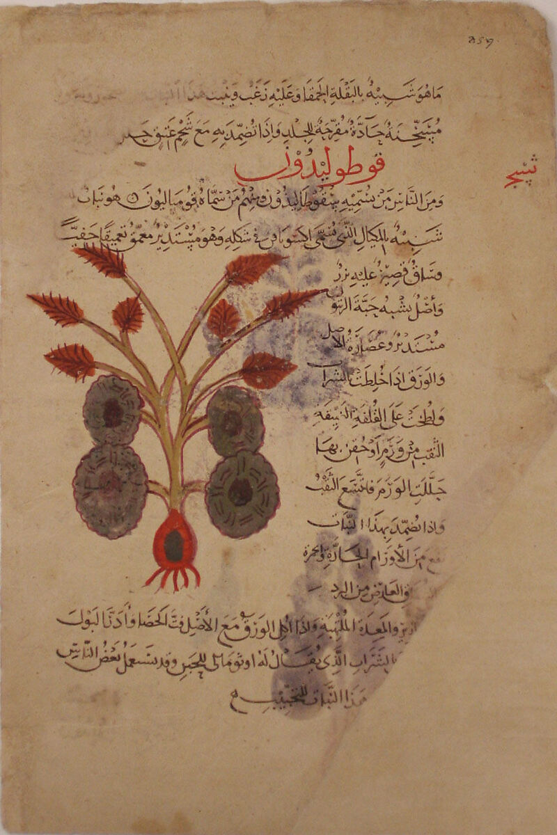 Folio from a Materia Medica of Dioscorides, Opaque watercolor on paper 