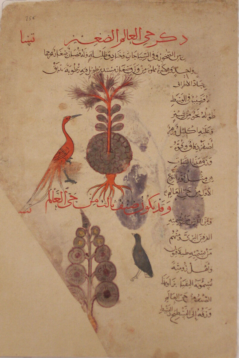 Folio from a Materia Medica of Dioscorides, Opaque watercolor on paper