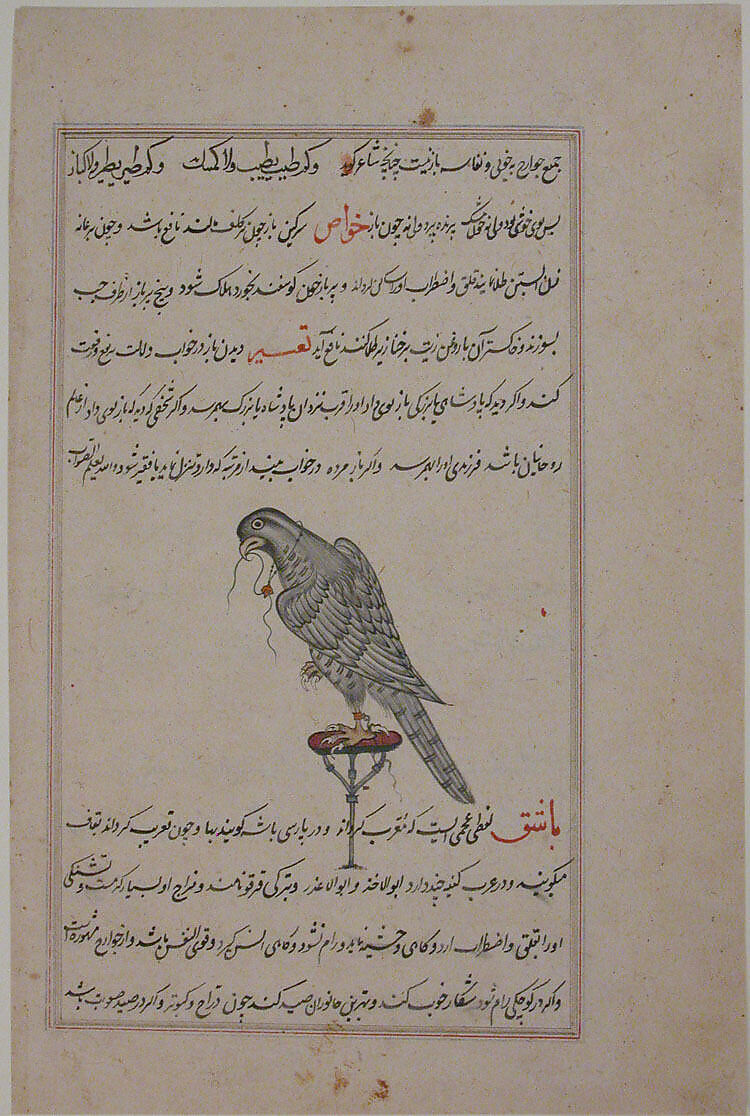 "Hawk on Perch", Folio from a Bestiary and Herbal, Opaque watercolor and gold on paper 