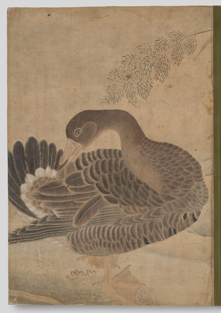"Goose Preening its Tail," Folio from the Bellini Album, Ink and opaque watercolor on paper