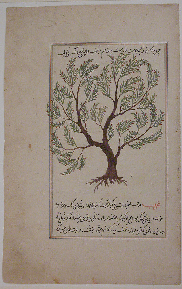 Folio from a Materia Medica of Dioscurides, Ink, opaque watercolor, and gold on paper 