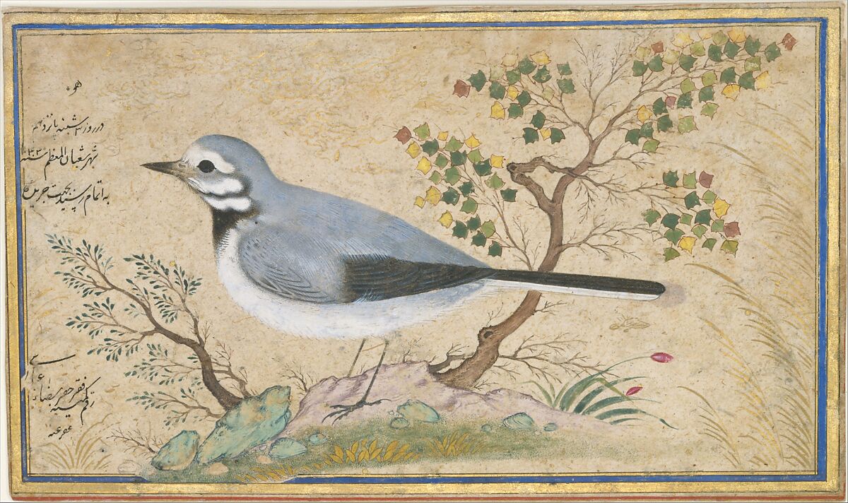 Study of a Bird, Painting by Riza-yi 'Abbasi (Iranian, ca. 1565–d. 1635), Ink, opaque watercolor, gold, and silver on paper