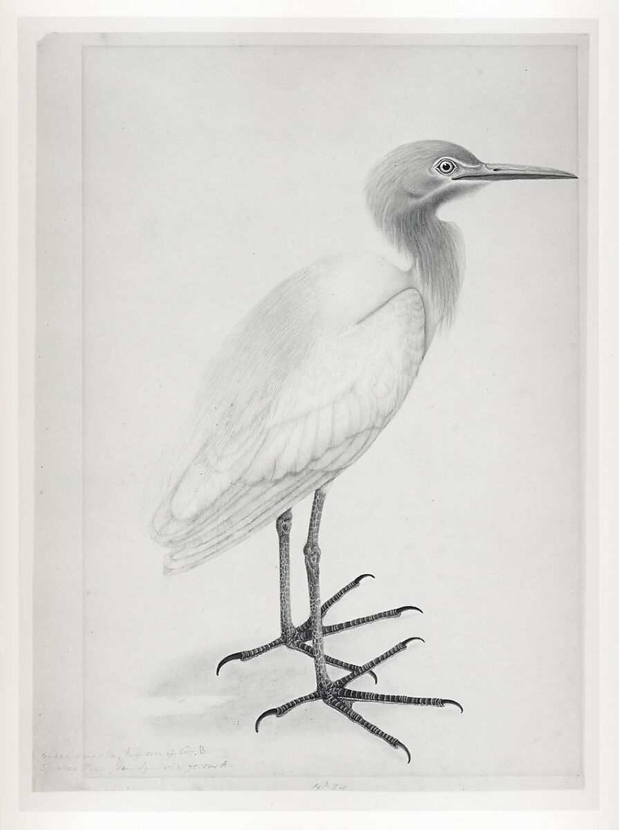 A Heron, Water-color on paper