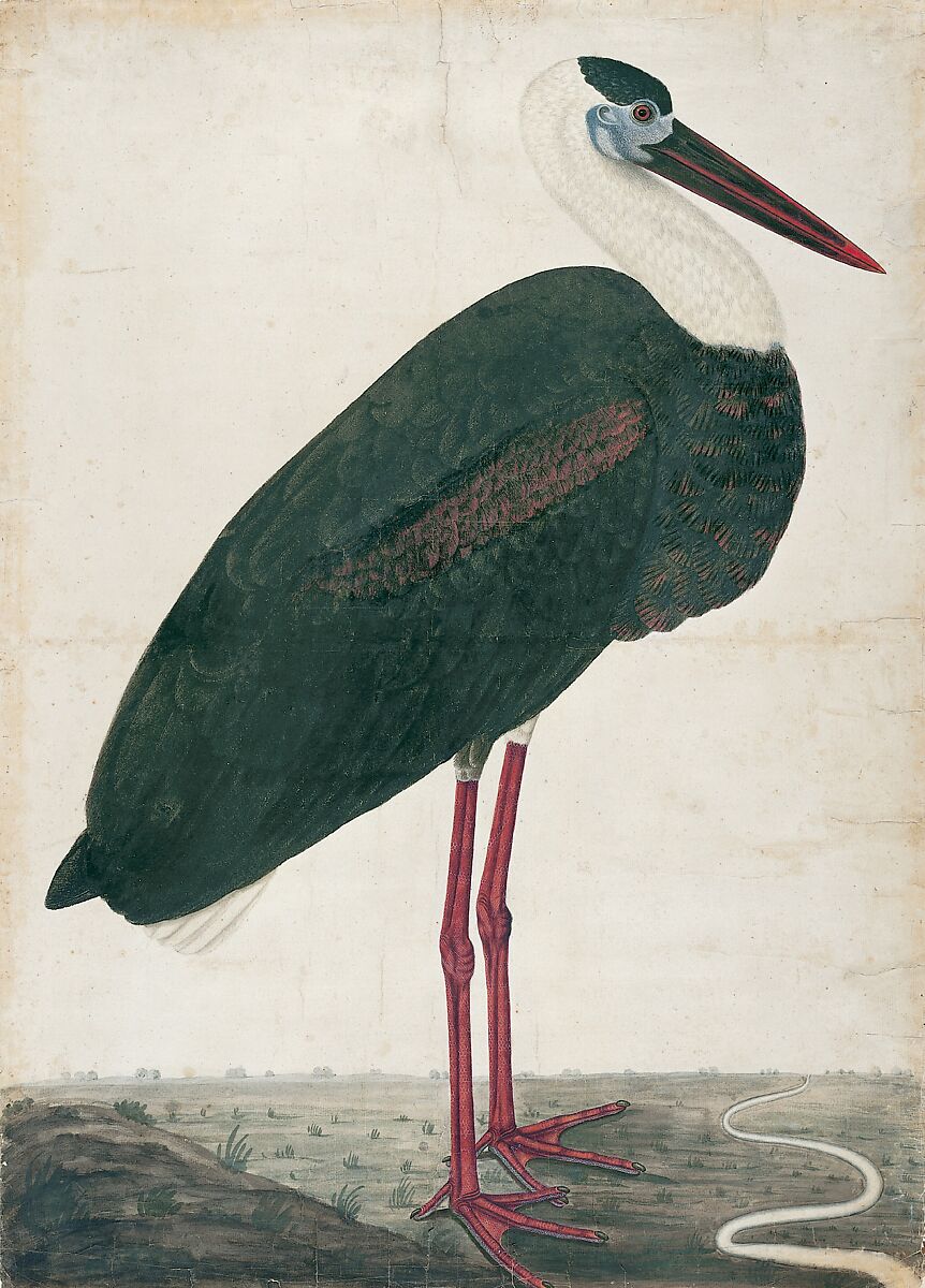 Black Stork in a Landscape, Opaque watercolor on European paper