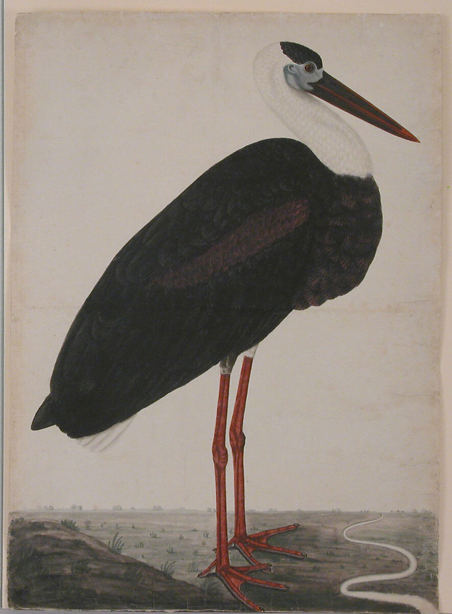 Black Stork in a Landscape, Opaque watercolor on European paper