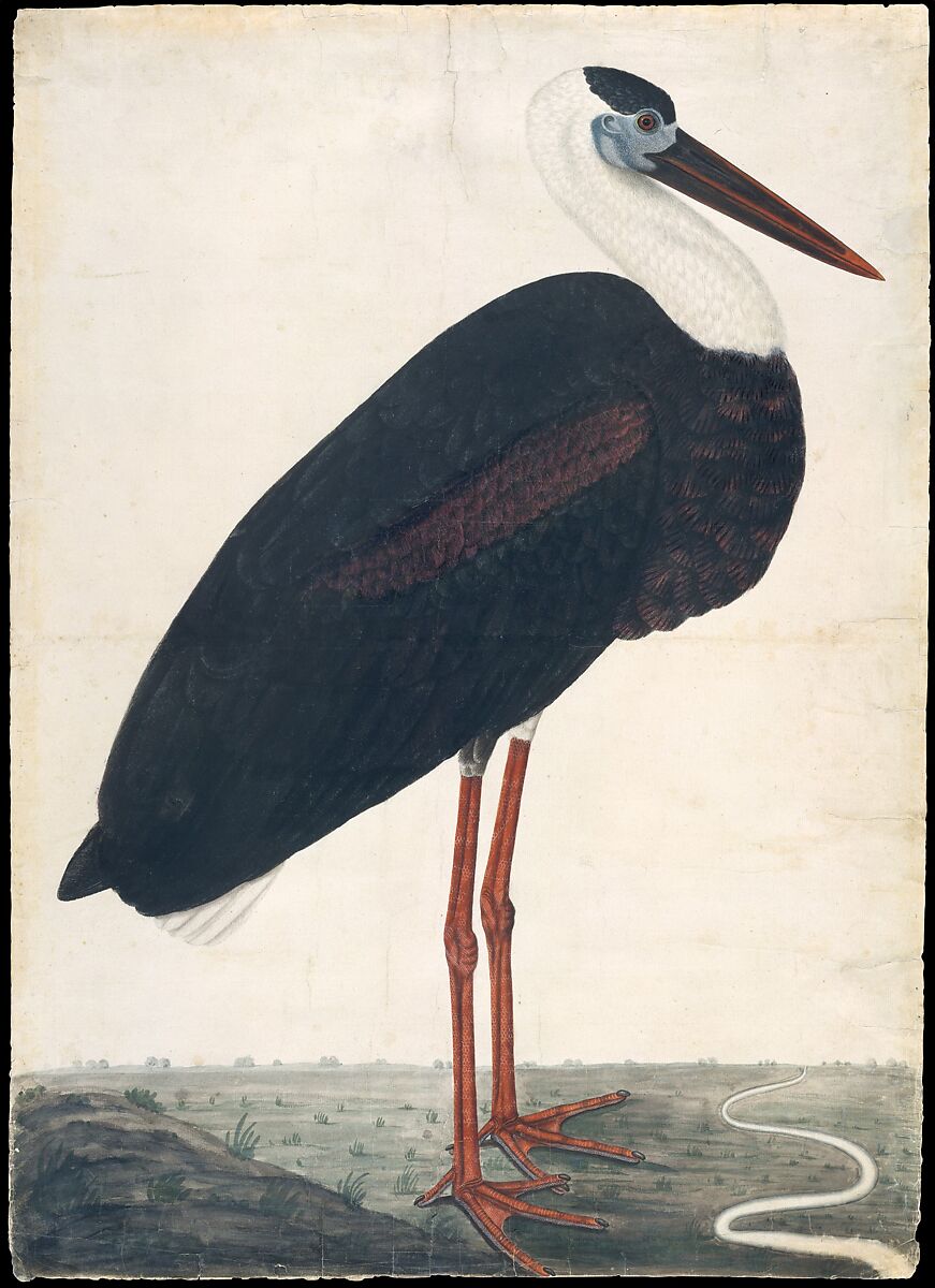 Black Stork in a Landscape, Opaque watercolor on European paper