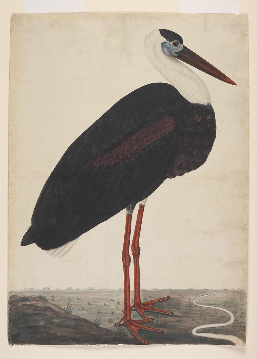 Black Stork in a Landscape, Opaque watercolor on European paper