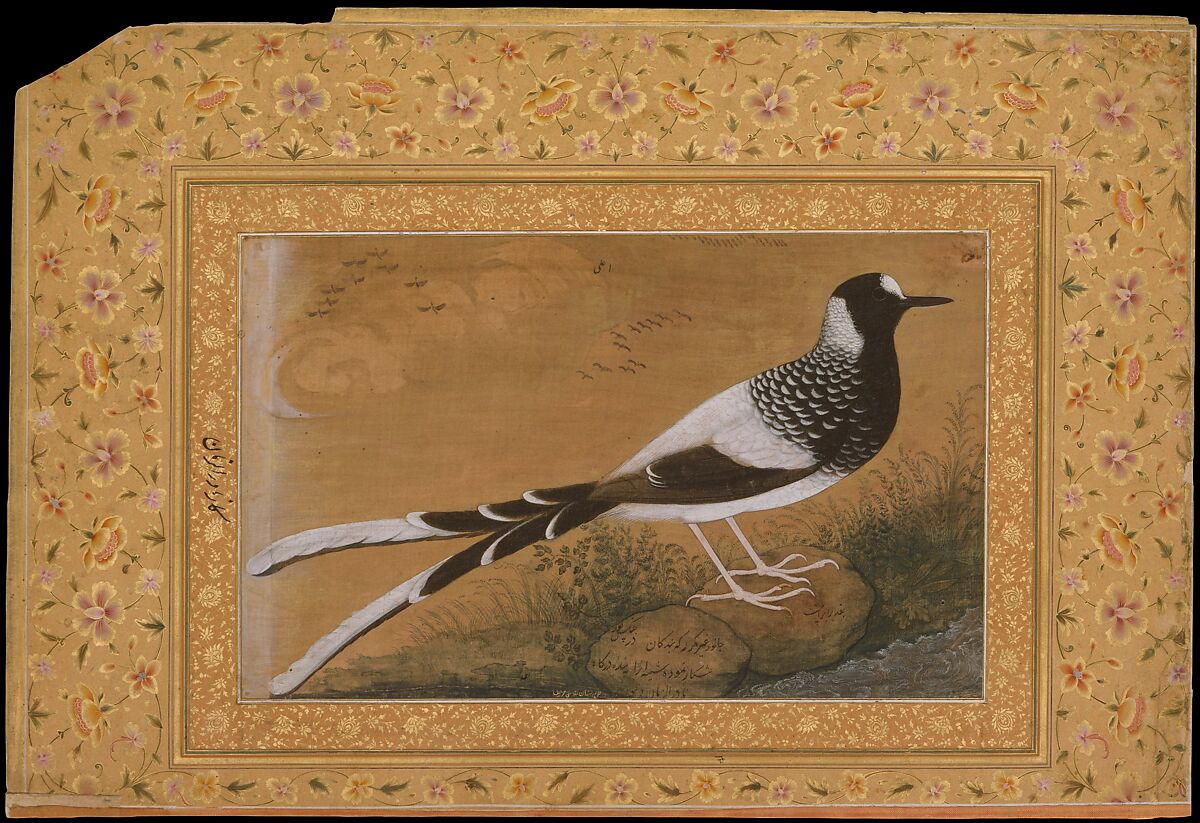 "Spotted Forktail", Folio from the Shah Jahan Album, Painting by Abu'l Hasan (Indian, born ca. 1588/89, active 1600–1628), Ink, opaque watercolor, and gold on silk