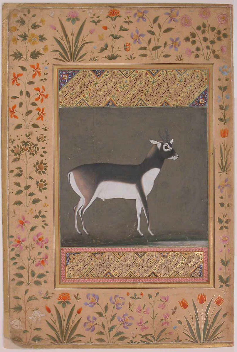 "Black Buck", Folio from the Shah Jahan Album, Painting attributed to Manohar (active ca. 1582–1624), Ink, opaque watercolor, and gold on paper