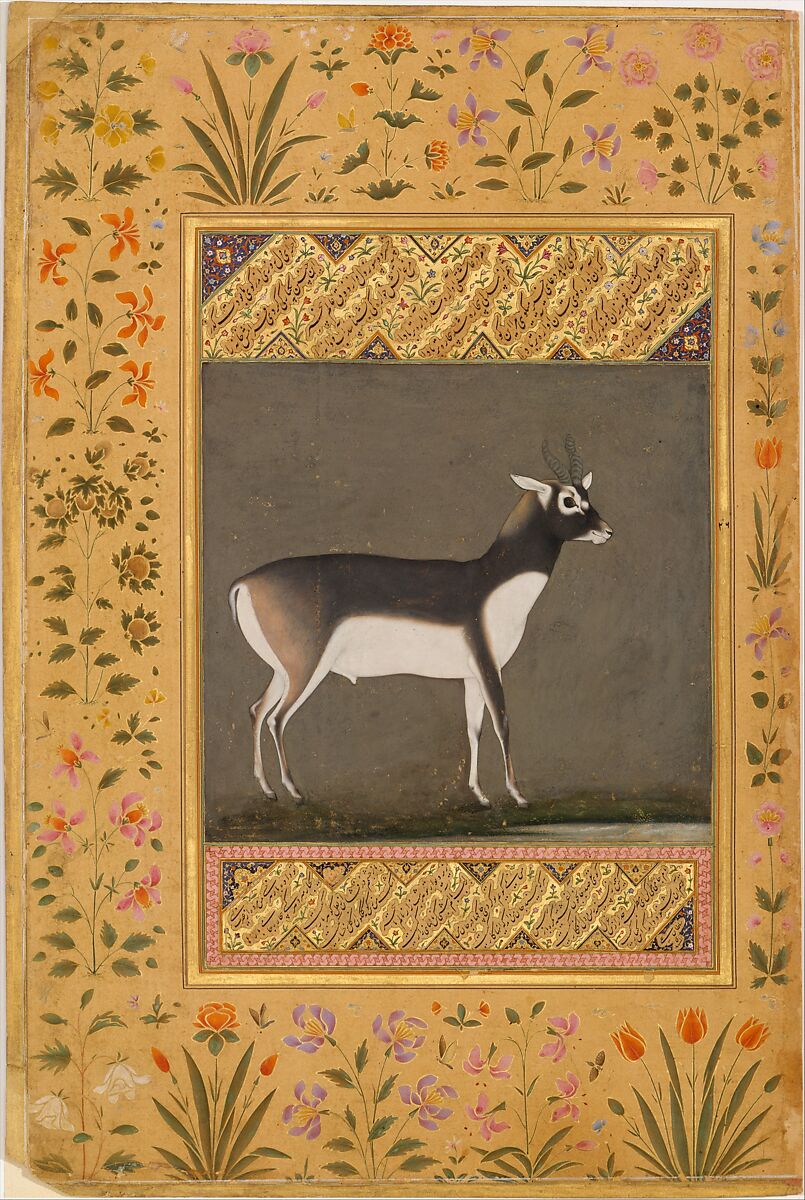 "Black Buck", Folio from the Shah Jahan Album, Painting attributed to Manohar (active ca. 1582–1624), Ink, opaque watercolor, and gold on paper