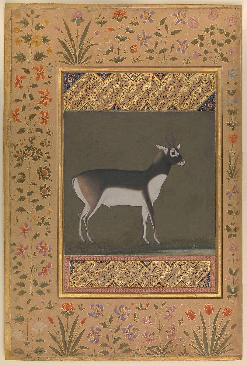 "Black Buck", Folio from the Shah Jahan Album, Painting attributed to Manohar (active ca. 1582–1624), Ink, opaque watercolor, and gold on paper 