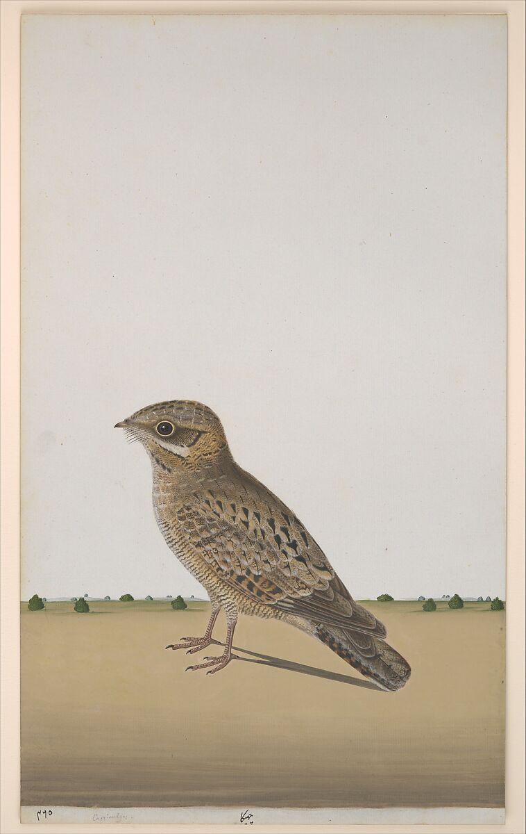 A Common Indian Nightjar (Caprimulgus asiaticus), Opaque watercolor on paper 