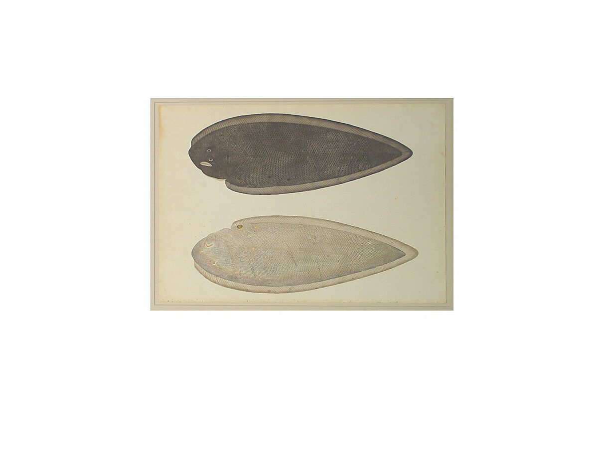 Two Sides of a Bengal River Fish, Pencil, opaque watercolor, and gold on paper