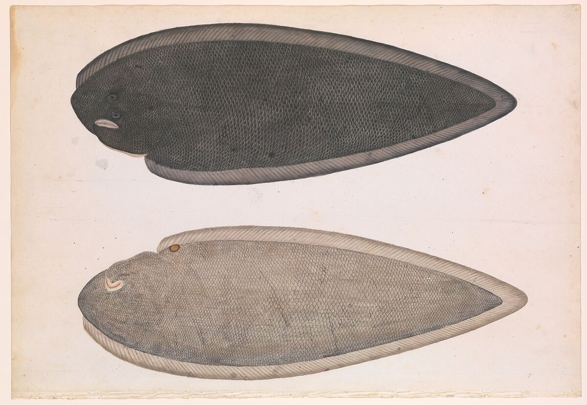Two Sides of a Bengal River Fish, Pencil, opaque watercolor, and gold on paper 