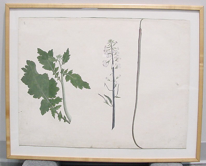 A Radish Plant, Seed, and Flower, Ink and opaque watercolor on paper