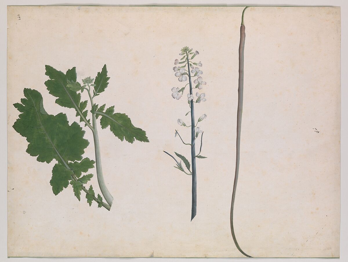 A Radish Plant, Seed, and Flower, Ink and opaque watercolor on paper 