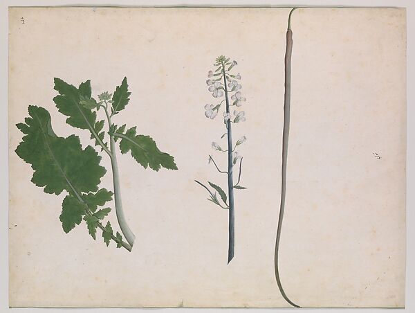 A Radish Plant, Seed, and Flower