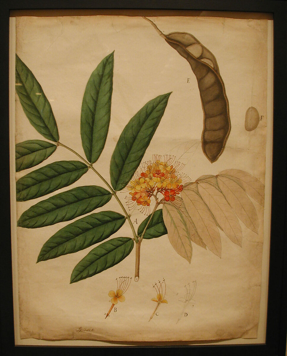 Ashoka Tree Flower, Leaves, Pod, and Seed, Opaque watercolor on paper