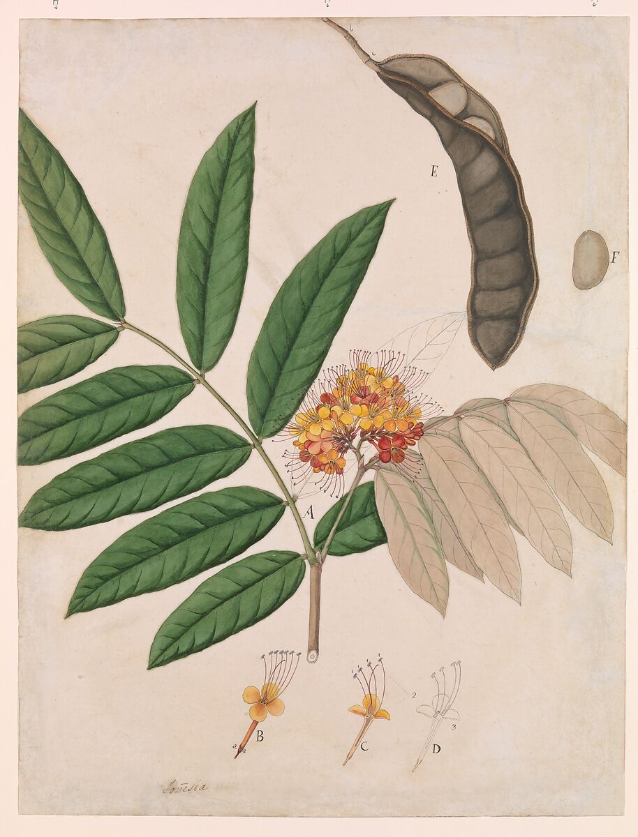 Ashoka Tree Flower, Leaves, Pod, and Seed, Opaque watercolor on paper