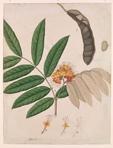Ashoka Tree Flower, Leaves, Pod, and Seed