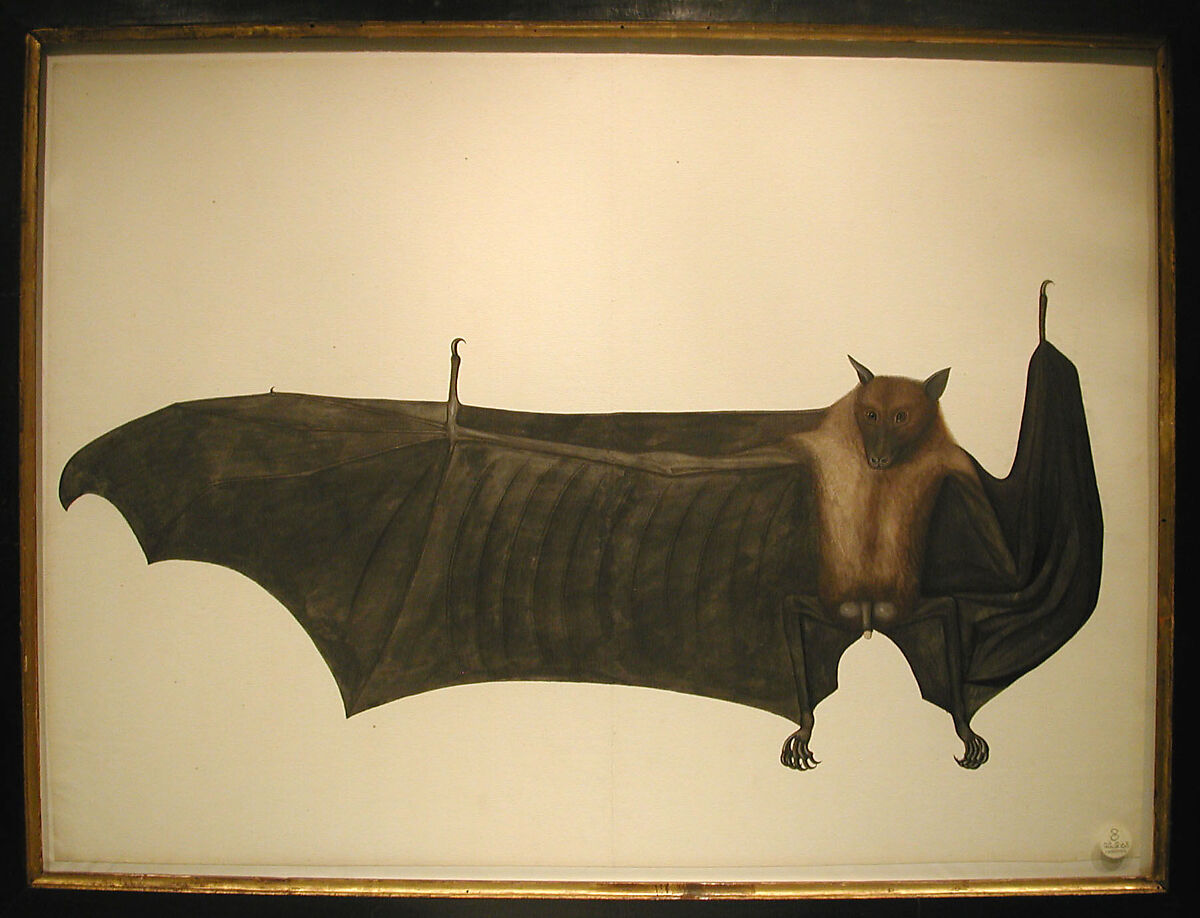 Great Indian Fruit Bat, Painting attributed to Bhawani Das (Indian) or a follower, Pencil, ink, and opaque watercolor on paper