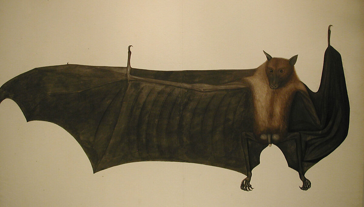 Great Indian Fruit Bat, Painting attributed to Bhawani Das (Indian) or a follower, Pencil, ink, and opaque watercolor on paper
