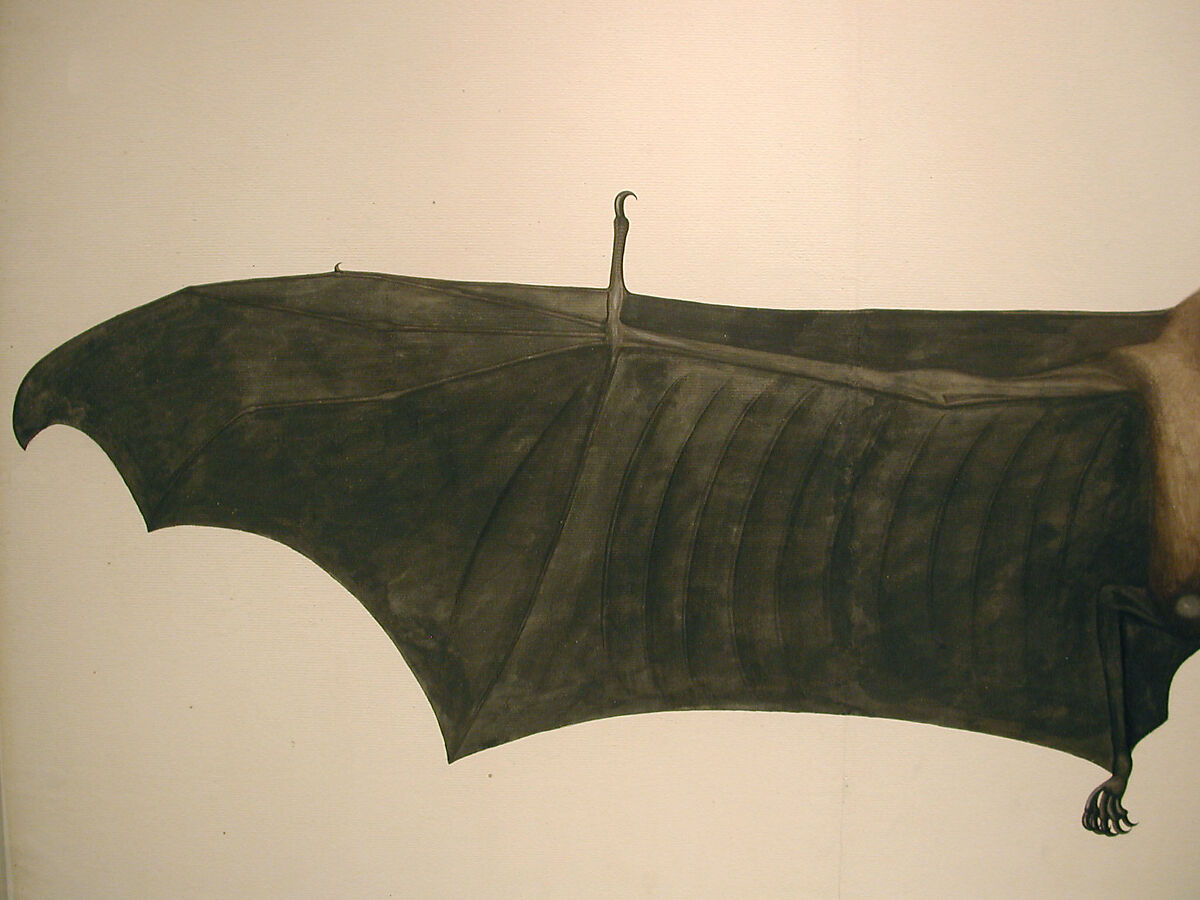 Great Indian Fruit Bat, Painting attributed to Bhawani Das (Indian) or a follower, Pencil, ink, and opaque watercolor on paper