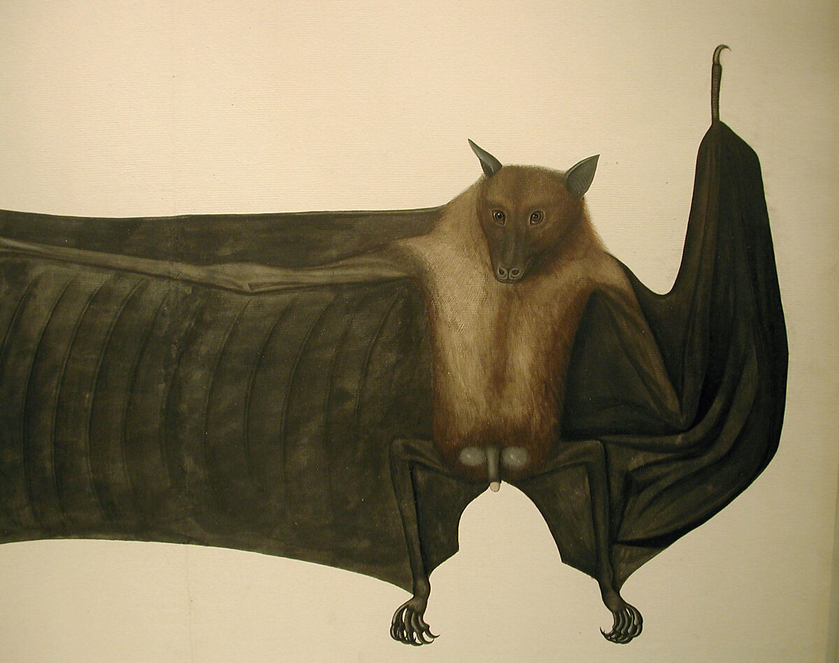 Great Indian Fruit Bat, Painting attributed to Bhawani Das (Indian) or a follower, Pencil, ink, and opaque watercolor on paper