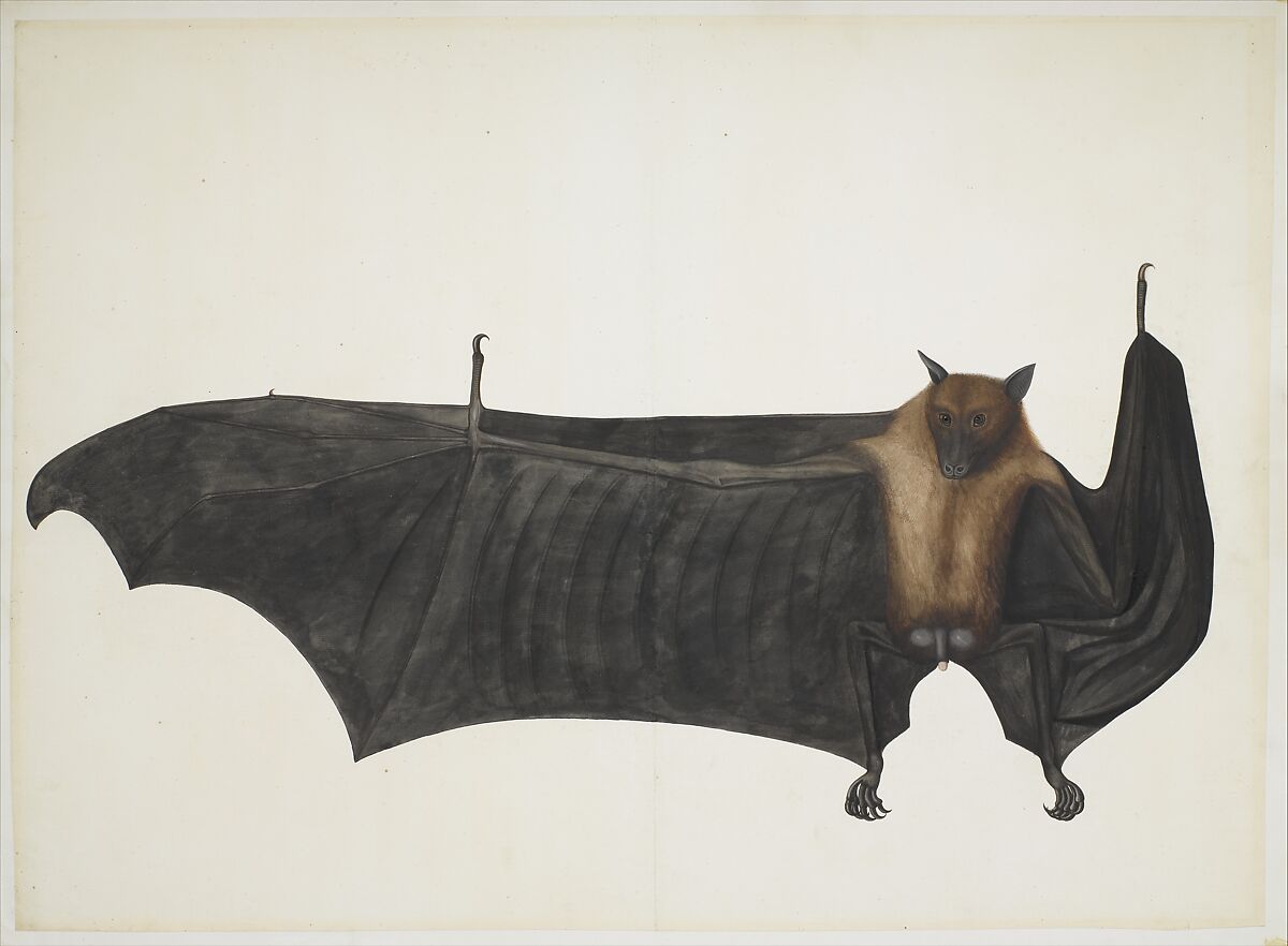 Great Indian Fruit Bat, Painting attributed to Bhawani Das (Indian) or a follower, Pencil, ink, and opaque watercolor on paper 