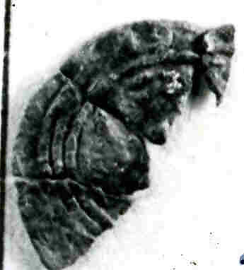 Coin, Silver